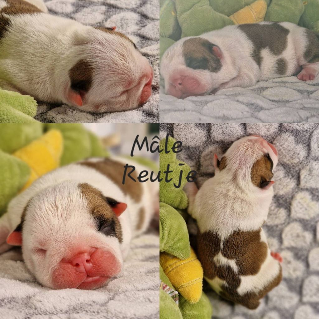 Precious Baby Bulls - Chiot disponible  - Bulldog Anglais