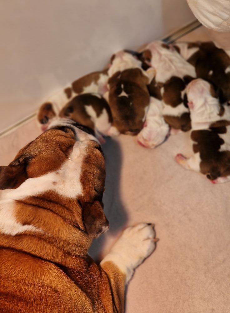 chiot Bulldog Anglais Precious Baby Bulls