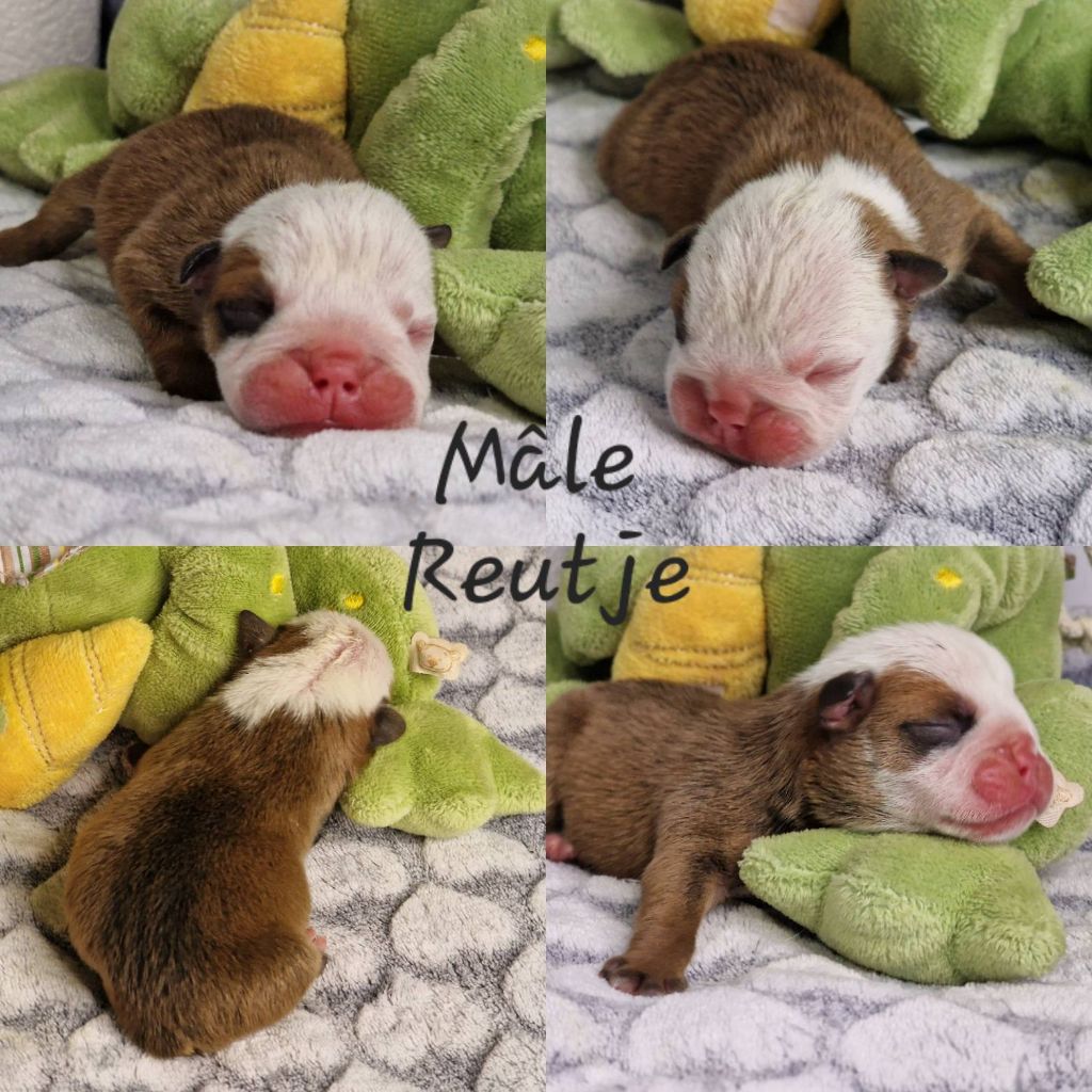 Precious Baby Bulls - Chiot disponible  - Bulldog Anglais