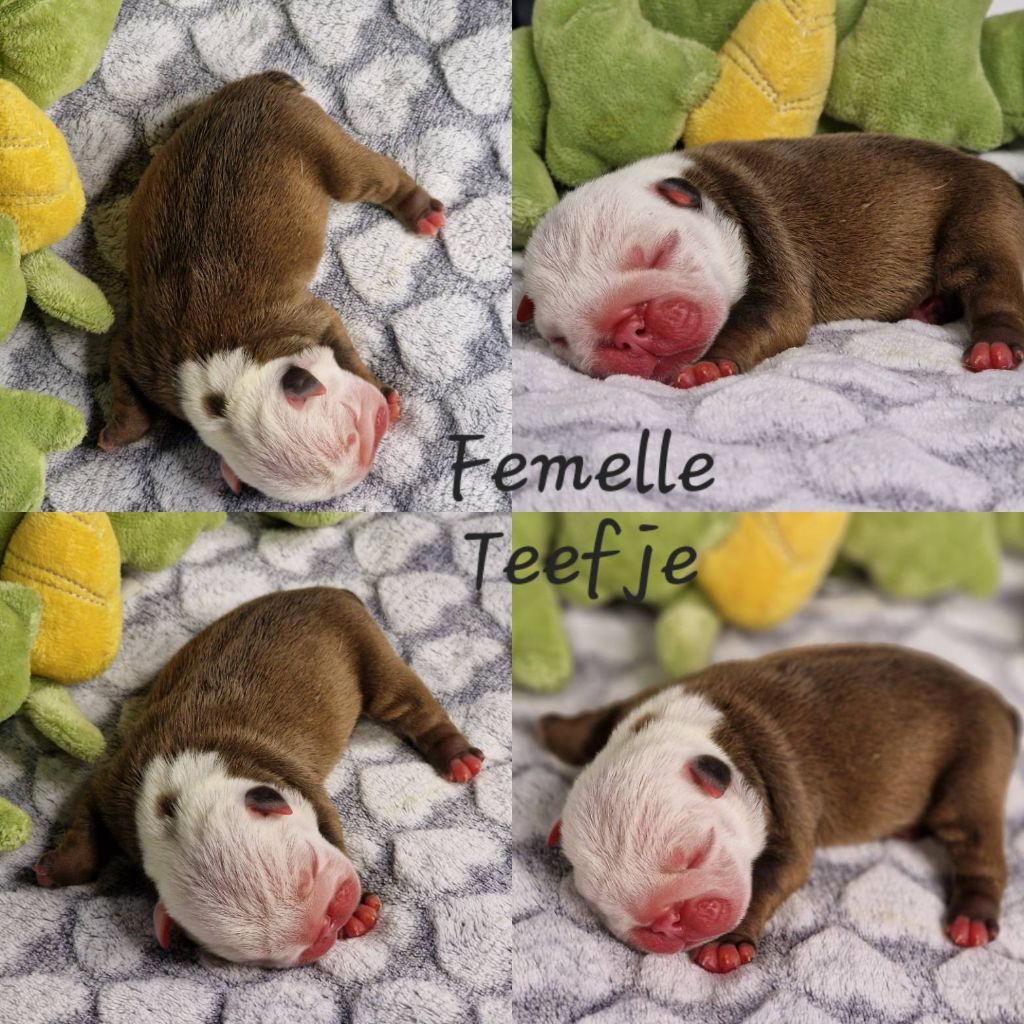 Precious Baby Bulls - Chiot disponible  - Bulldog Anglais