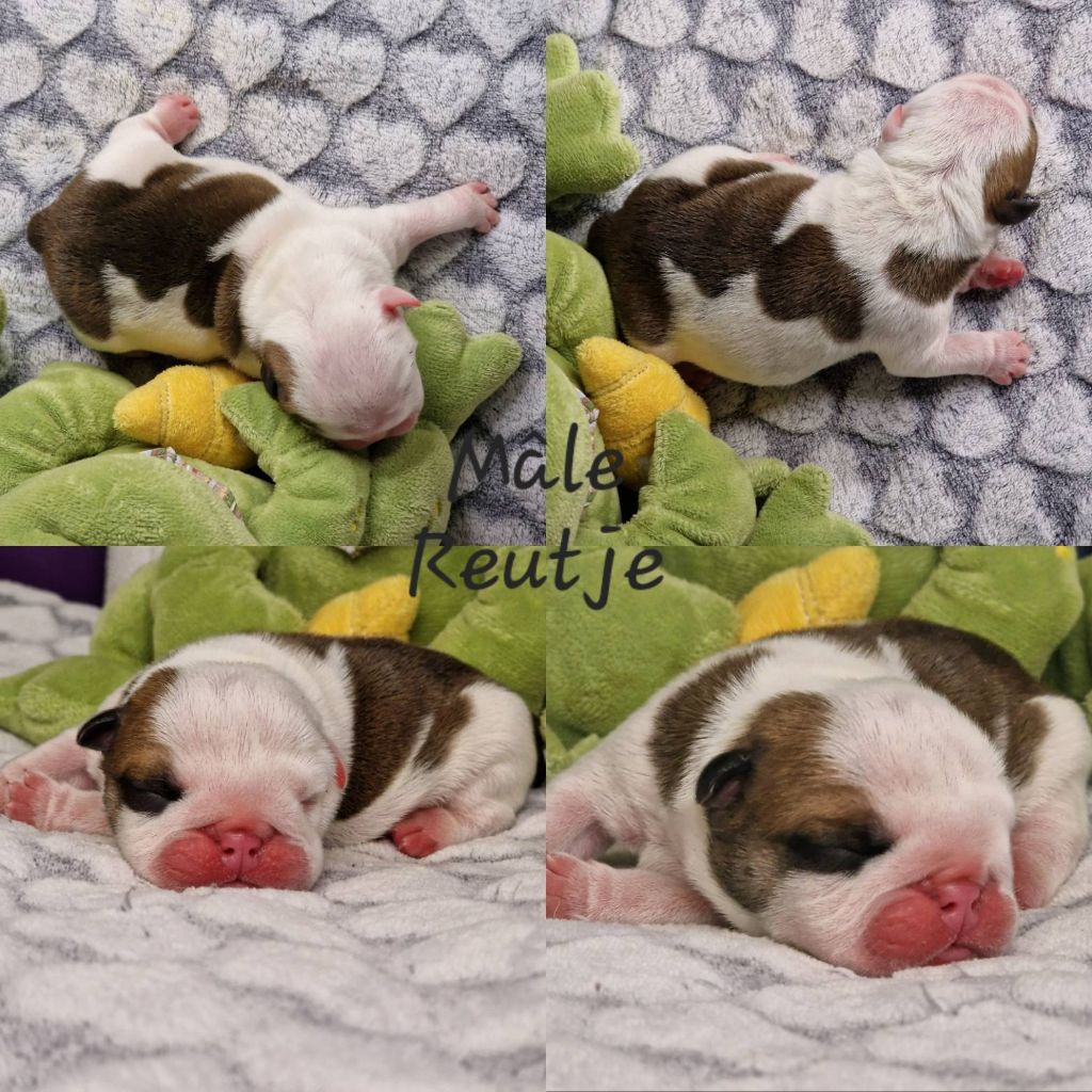 Precious Baby Bulls - Chiot disponible  - Bulldog Anglais