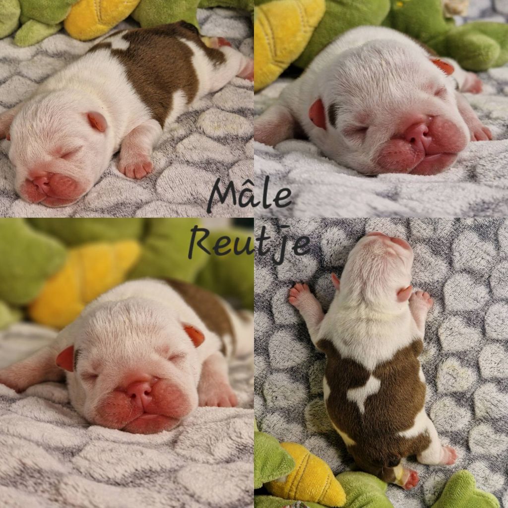 Precious Baby Bulls - Chiot disponible  - Bulldog Anglais