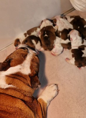 Precious Baby Bulls - Bulldog Anglais - Portée née le 11/01/2025