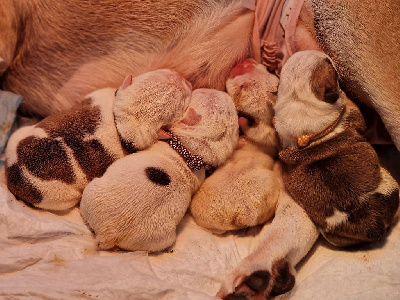 Precious Baby Bulls - Bulldog Anglais - Portée née le 09/11/2023