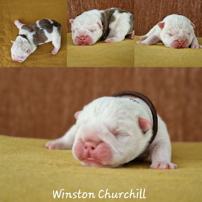 Winston Churchill