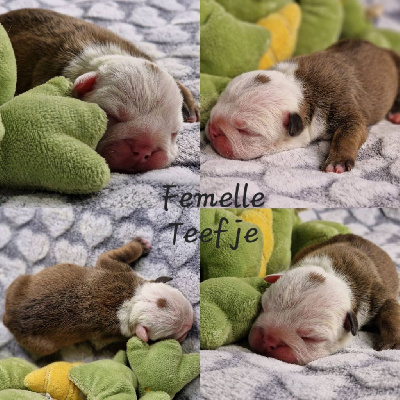 Precious Baby Bulls - Bulldog Anglais - Portée née le 12/01/2025