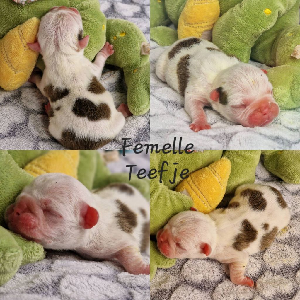 Precious Baby Bulls - Chiot disponible  - Bulldog Anglais