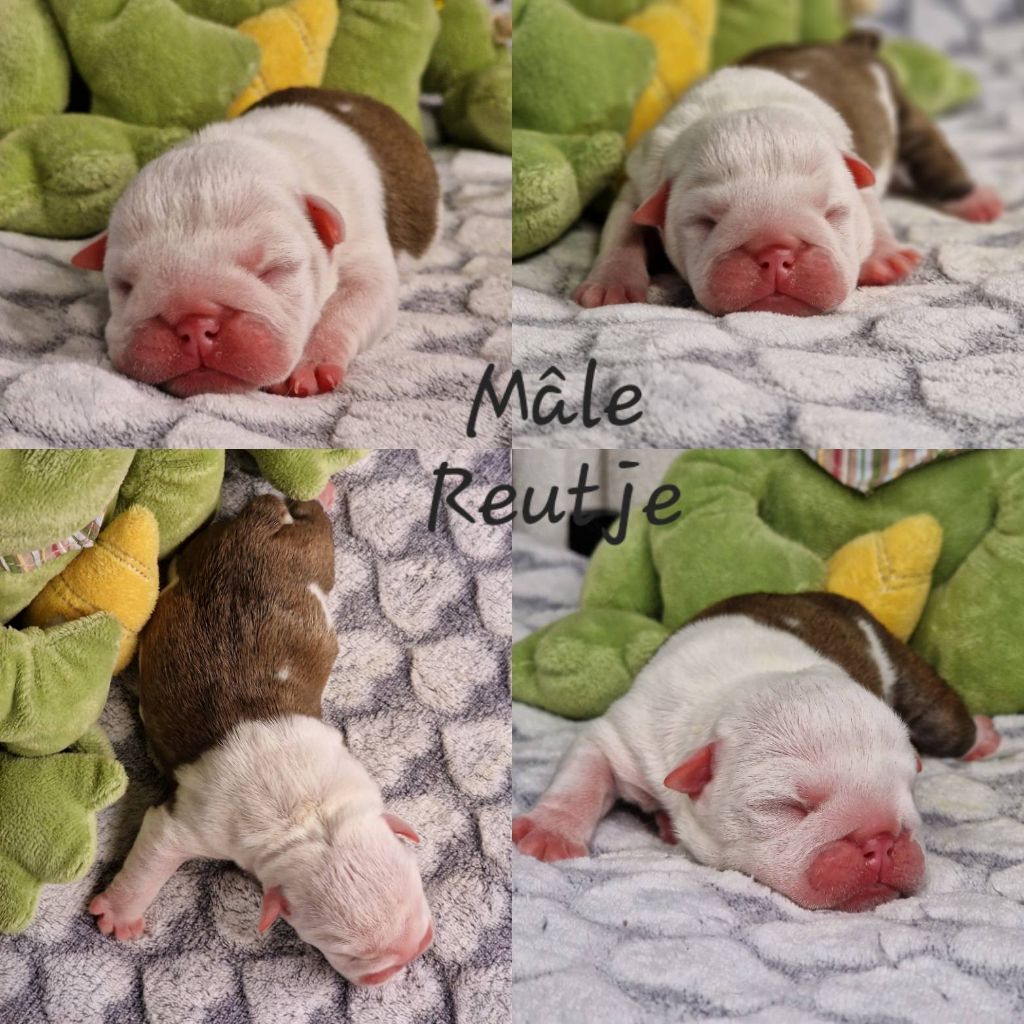 Precious Baby Bulls - Chiot disponible  - Bulldog Anglais