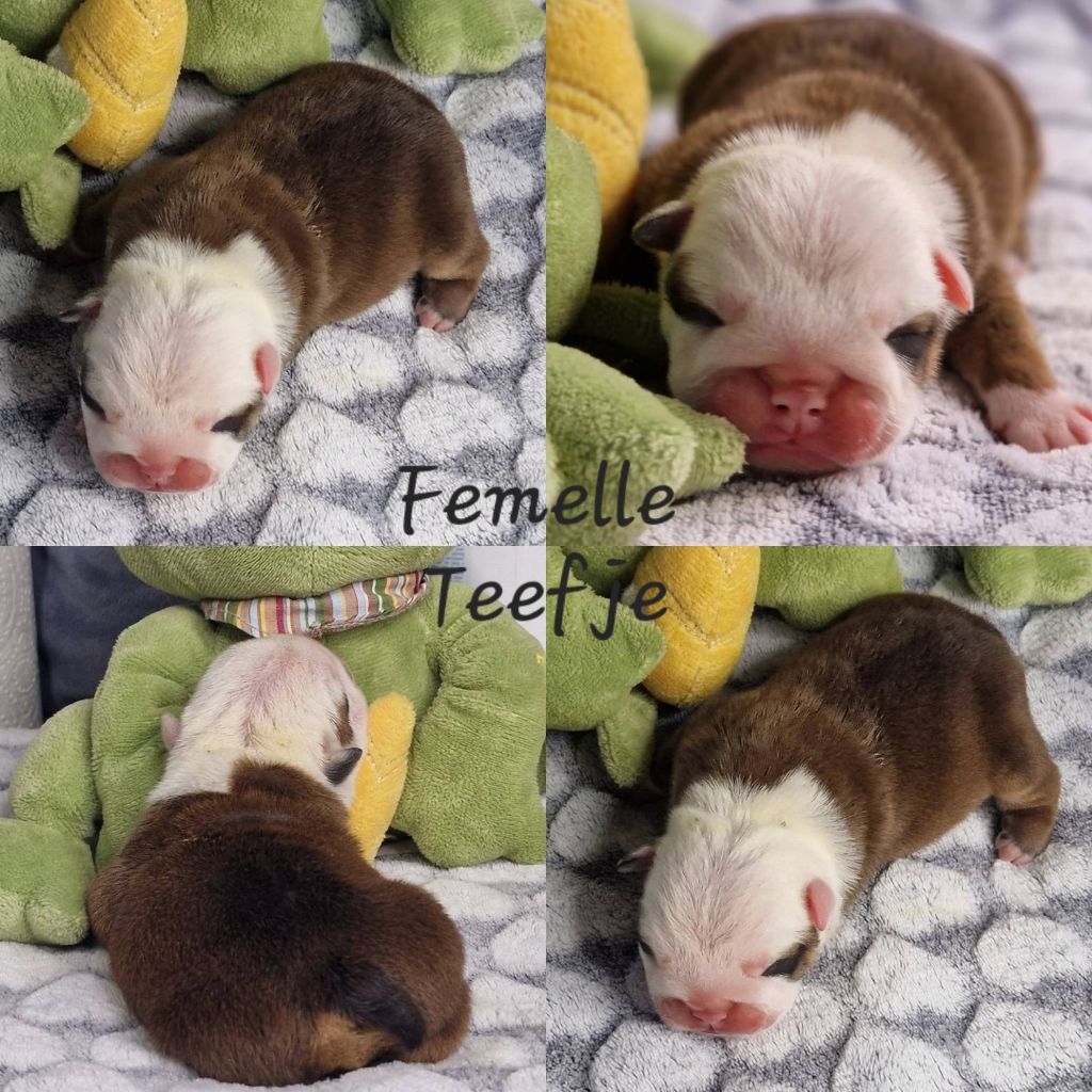 Precious Baby Bulls - Chiot disponible  - Bulldog Anglais